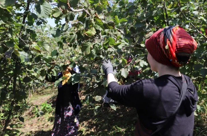 Ordu, ‘Fındık Dalda’ Projesiyle Büyük İlgi Topladı